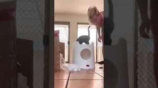 Open Box! The new castle for the cat!Credit IG: candice_ugc  #catvideos #cat #litterbox #catlover
