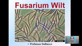 Fusarium Wilt