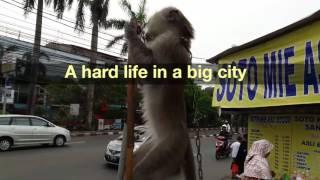 A real monkey business. It's a hard life in big city.