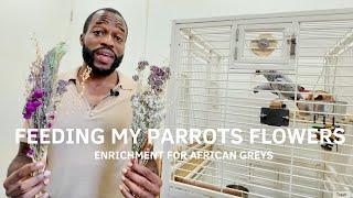 I Fed My African Grey Parrots Flowers And This Happened!! I Foraging I Enrichment I Destruction I