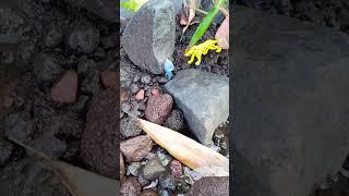 WOW! SNAKEHEAD FISH GET RESCUE BY TIREX - SNAKEHEAD FISH #shorts  #fish #channa #viralvideo