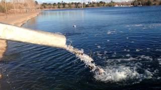 Stocking Fish Pond at Veterans' Memorial Park