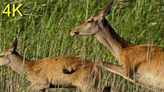 Hirschbrunft 2024, Kahlwild u. Beifang  -- Red Deer Rutting 2024, Females and Bycatch