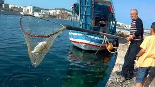 Malta Fishing - Salema Porgy ( Sarpa Salpa )