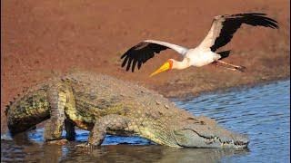 CROCODILES AND BIRDS FIGHTING over fish (English, 4K) in Kruger National Park.