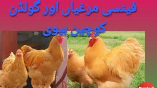 TOP FANCY HENS IN PAKISTAN | BUFF HEAVY || URDU/HINDI