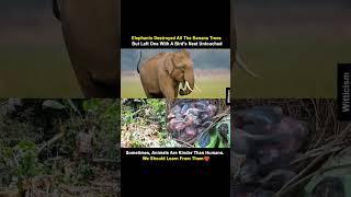 Even elephants have a heart. #Shorts #AnimalKindness #Elephants #Viral #Devanshorts  #Inspiration