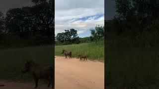 Pig vs Tiger  #shorts