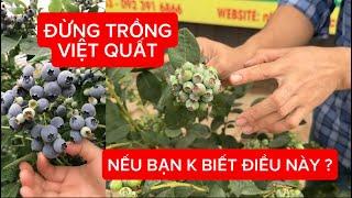 Đừng Trồng CÂY VIỆT QUẤT TỨ QUÝ Nếu Bạn Không Biết 2 điều đơn giản này | Đt/Zalo 092.391.6866