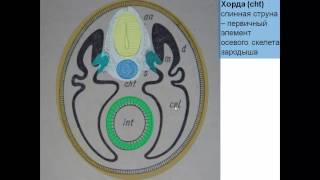 Строение и развитие осевого скелета