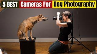 Best Cameras For Dog Photography of 2024