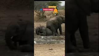 "Wild Elephant Wonders"️