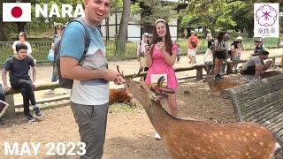 【奈良公園】お辞儀する鹿に感激の外国人観光客! 鹿せんべい,記念写真,なでなで Feeding the Bowing Deer at Nara Park, Japan