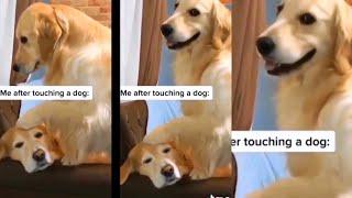 Every time after touching a dog