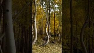 Dancing Aspens