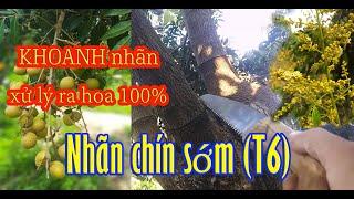 [ Nhãn chín sớm - T6] - Hướng dẫn cách khoanh để ra hoa 100%.