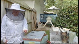 Beekeeping Tip: What Absconding Looks Like