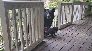 OMG! BEAR SIMONE BROUGHT HER FIRST CUBS!