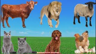 Cute Animal Moments: Elephant, Cat, Chicken, Cow, Pig, Dog - Animal Sounds