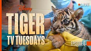 Tiger Tuesday Live! Watch Bakso & Mom’s Second Week at Disney’s Animal Kingdom