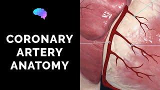 Coronary Artery Anatomy (3D Anatomy Tutorial) | UKMLA | CPSA | PLAB 2