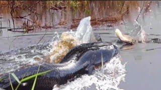 MUJUR NEMU SEPOT MANCING SEPERTI INI.MANCING IKAN GABUS DI KEBUN SAWIT