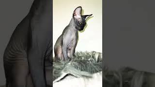 Sphynx cat play