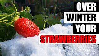 Winterizing Your Strawberry Plants - The Definitive Guide