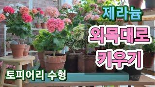 외목대로 키우면 좋은 2가지 이유|#외목대제라늄