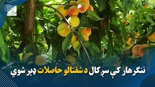 ننګرهار کې سږکال د شفتالو حاصلات ډېر شوي Peach yield get increased in Nangarhar this year