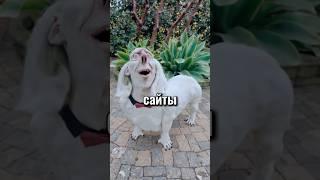 сайты которые ты должен знать (часть 10) #app #ai #нейросеть #prompt