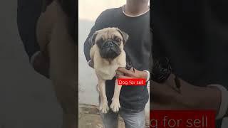 Cute Vodafone dogs #vodafone#dogsell #dog #dogs #doglovers #tiktok #shorts #viral #trending #love