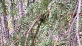 Humming bird protecting nest