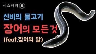 신비의 물고기, 장어의 비밀 / 장어의 모든것