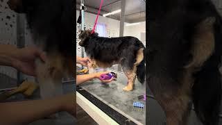 Nellie is a really good girl#dogsoftiktok #dog #doglover