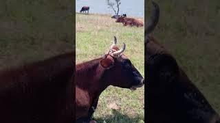 #коровки отдыхают на лугу  #фермерскоехозяйство #семейнаяферма #farming #️