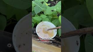 Natural pest control #andrethefarmer #organicgardening #naturalpestcontrol #gardeningtips #garden