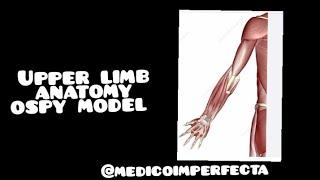 Upper limb gross anatomy ospy model explained #medical #anatomy #ospy