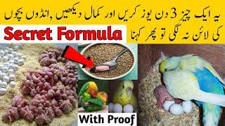 Birds breeding formula | budgies parrots natural breeding formula | Best breeding formula