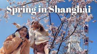 Snow in Shanghai & Cherry Blossom Hunting! | Fancie in Shanghai Ep.57