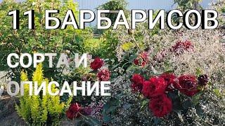 11 БАРБАРИСОВ В МОЕМ САДУ: СОРТА, ХАРАКТЕРИСТИКИ, ФОРМИРОВКА | Барбарисы сорта и описание