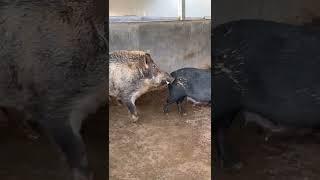 Daily pig farm activitiesPig Farm #Shorts Part 962