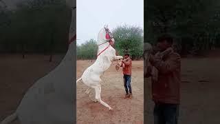 Gurudev horse farm dahimatha ( karera) bhilwara. Rajasthan. Booking open m.. 9636088769