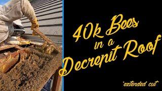 We Rescued 40k Bees In A Roof That Was Falling Apart  *Extended Cut*