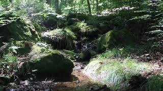 Relaxing - Czech forest 2