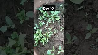 Day 10 update #gardening #plants #therapy #yyshorts #ytmusic @Lifeofme211