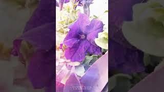 Amazing petuina flower blooming in summer #shorts #garden Gardening point-ds