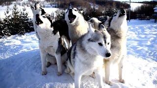 Pack Of Huskies Howl Birthday Song | ADORABLE DOG VIDEO