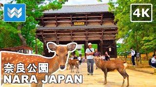 [4K] Nara Park, Japan (奈良公園) Walking Tour & Travel Guide - Deer Bowing  Binaural Sound