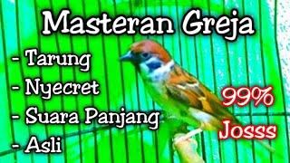 MASTERAN GREJA TARUNG PALING DICARI